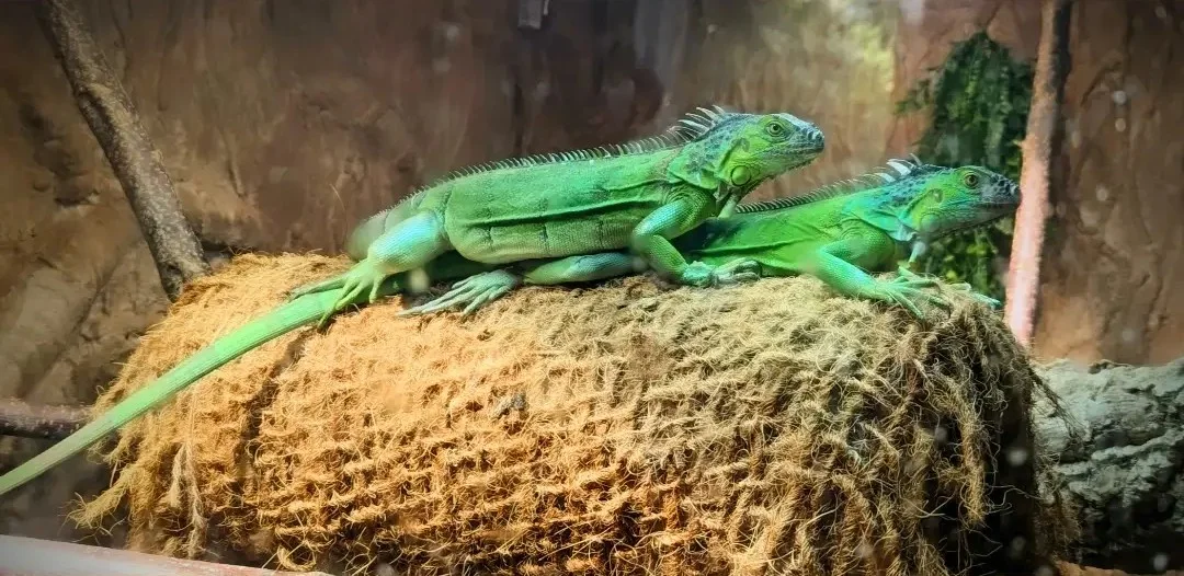 Ungefähre Farben tanzen leise in einem Bild ohne Bedeutung.